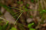 Spreading rockcress